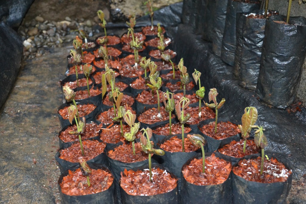 8/5/2015 "Fungus amongst us." 14 days after sowing... Thanks to #FullOn by Grow Switch, they didn't seem threatened by those fungus. They don't F***** care! 100% #Cides_FREE seedlings... Enjoy!