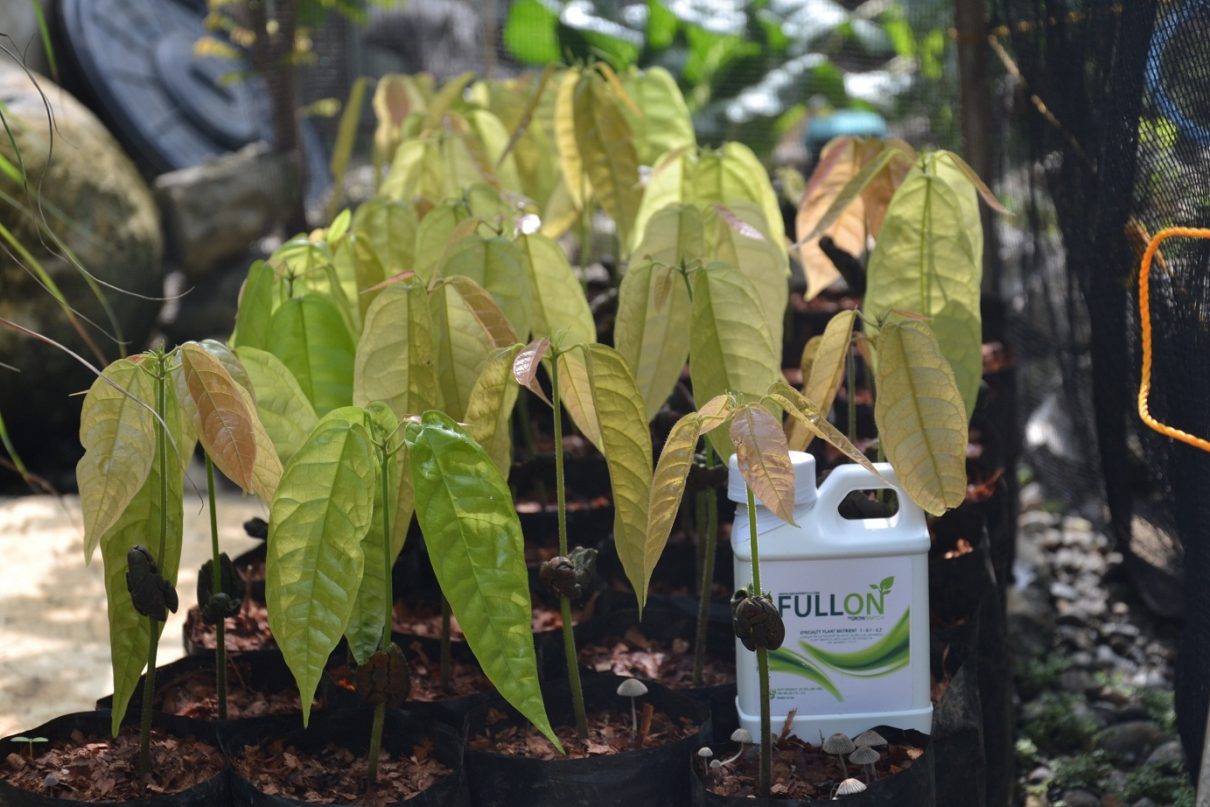 Cacao Propagation Experiment