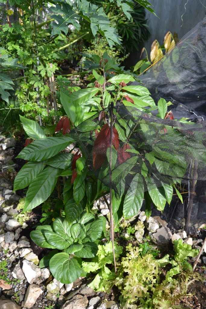 FullOn Cacao 8/14/2015 (CC)