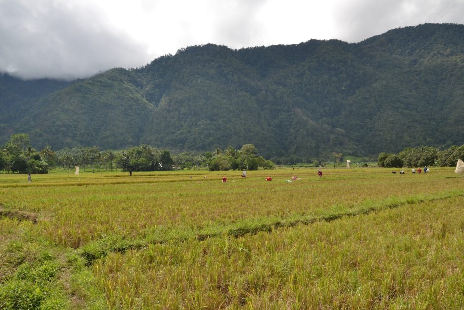 Palby Rice Rice (Palay) – DavaoPonics