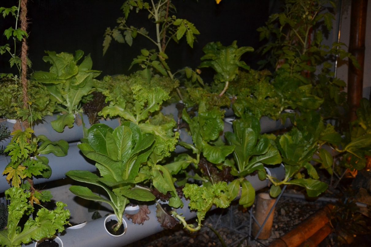 28 days old aquaponics system