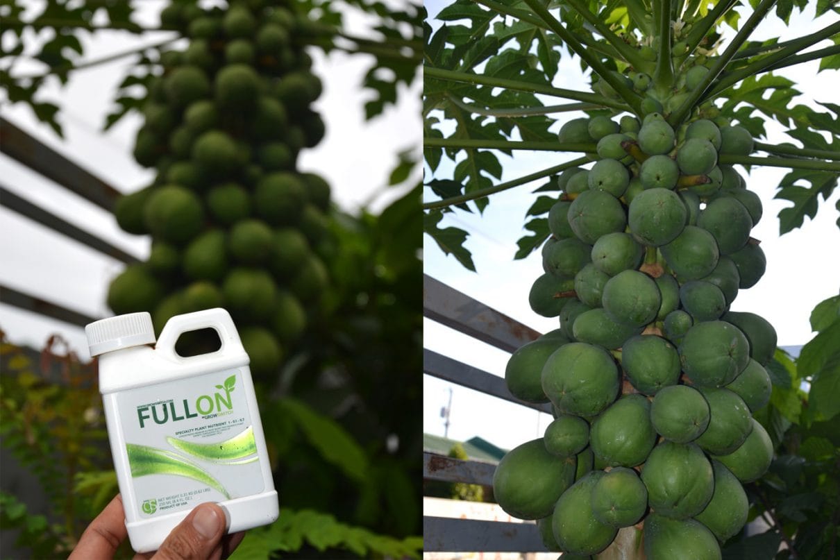 Organic cidefree solo papaya DavaoPonics