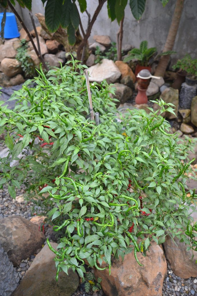 FullOn Grown Pepper Plant