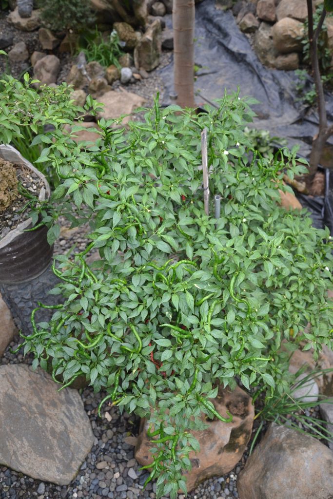 FullOn Grown Pepper Plant