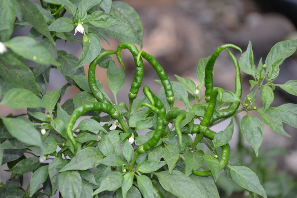 FullOn Grown Pepper Plant