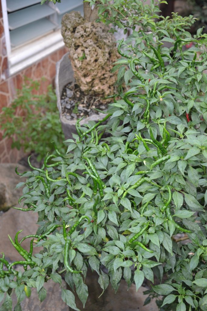 Pepper Plant