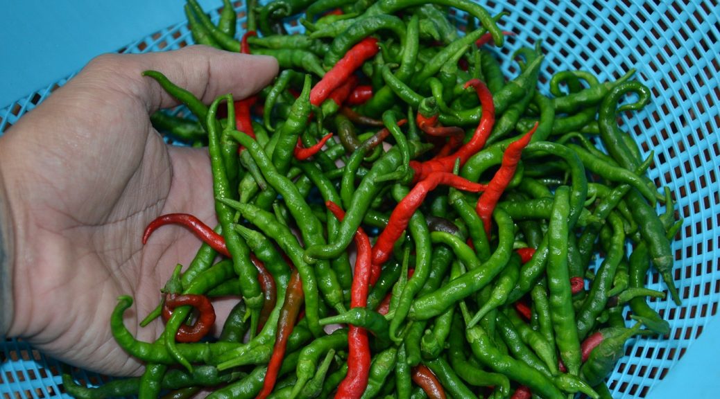 Pepper Plant