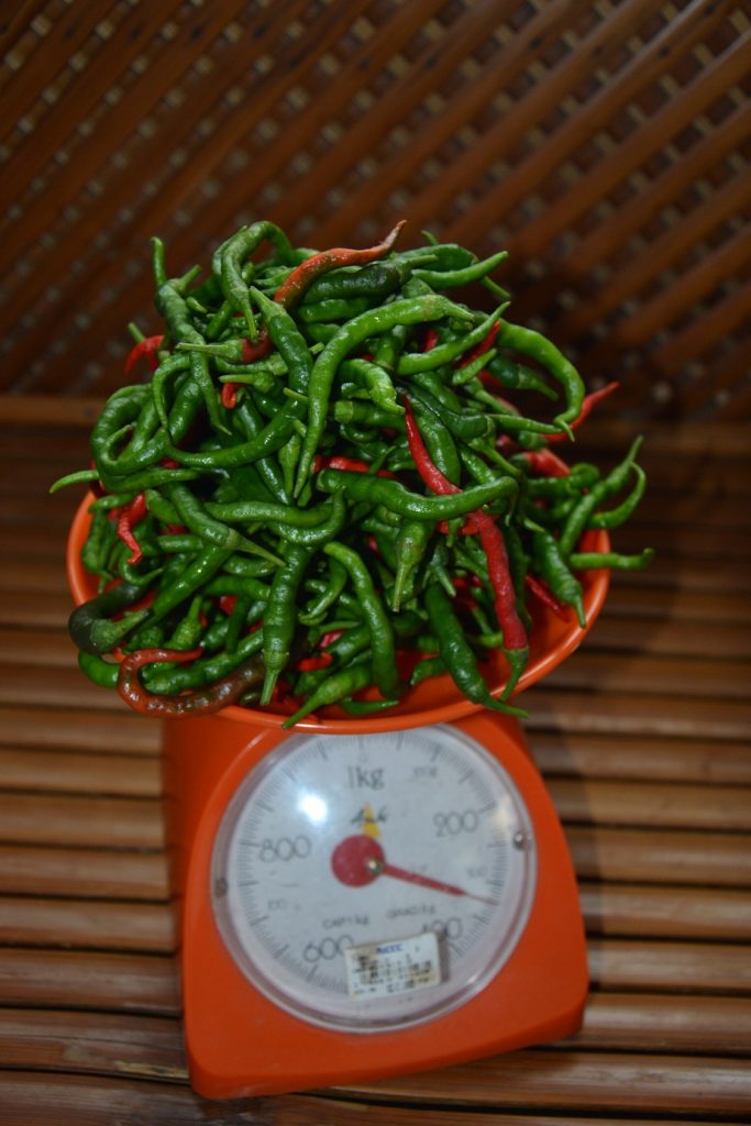 Pepper Plant