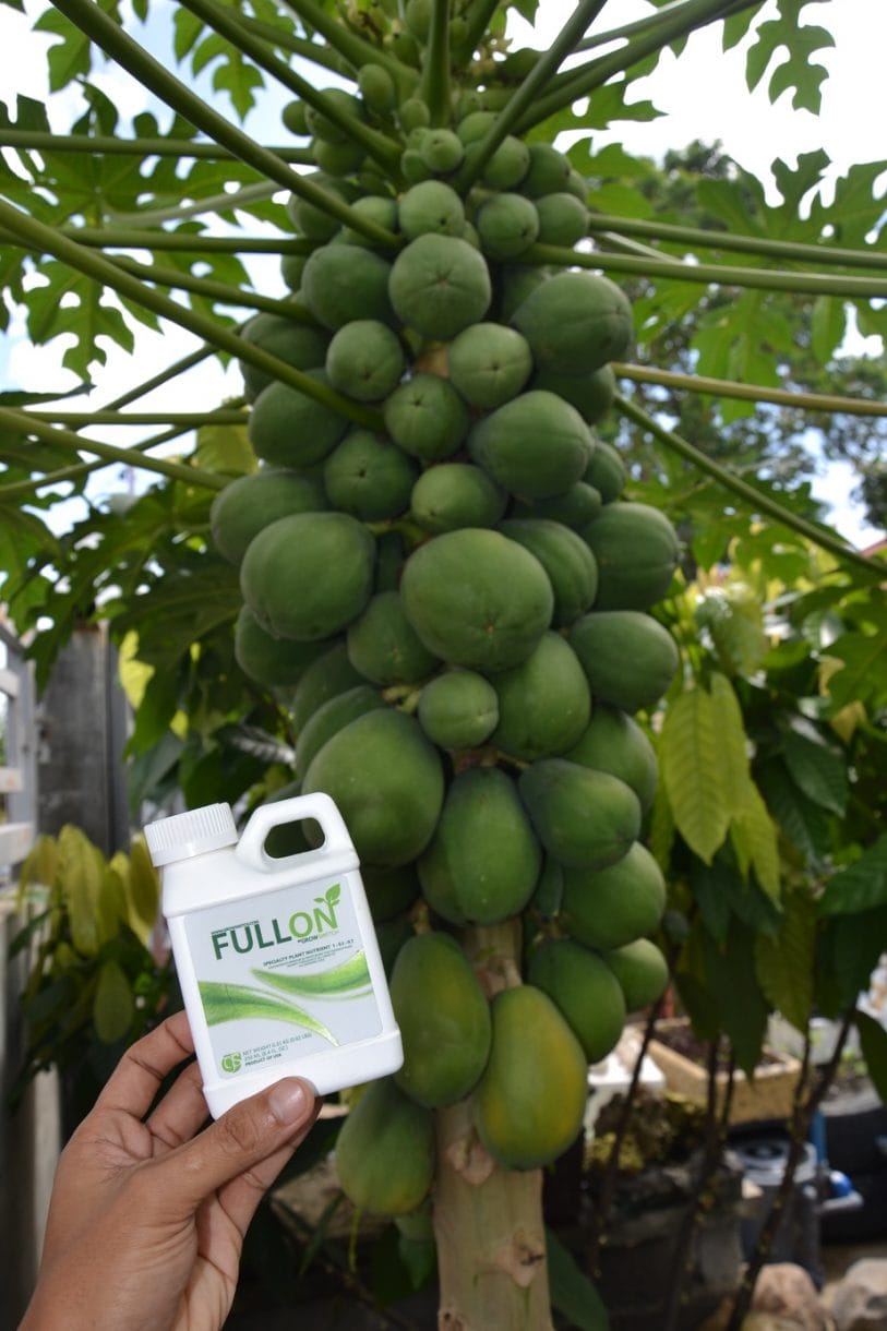 Organic cidefree solo papaya - FullOn