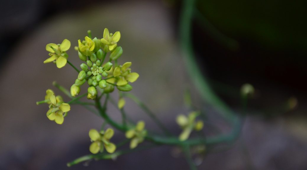 Increased BRIX and Yields