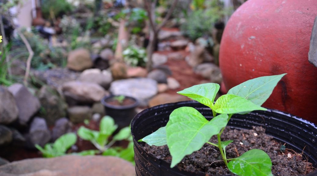 Why reduce synthetic fertilizers