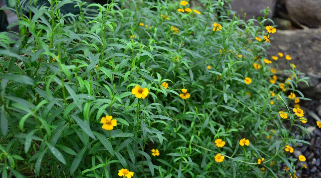 Flowers and Ornaments