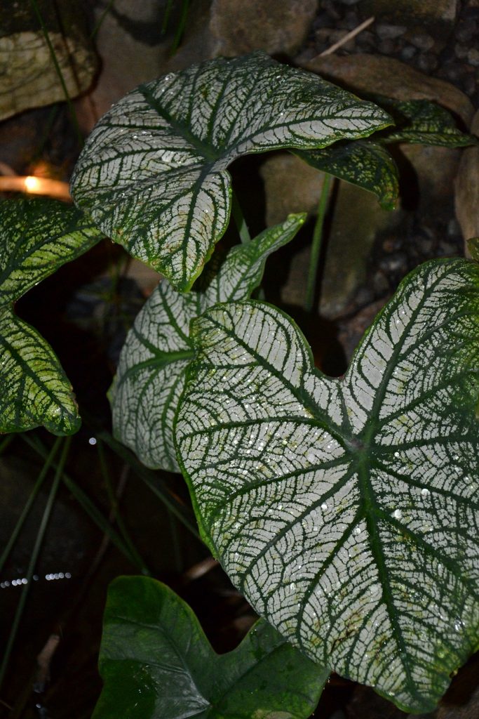 Flowers and Ornaments