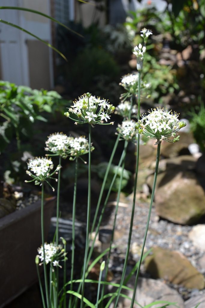 Flowers and Ornaments