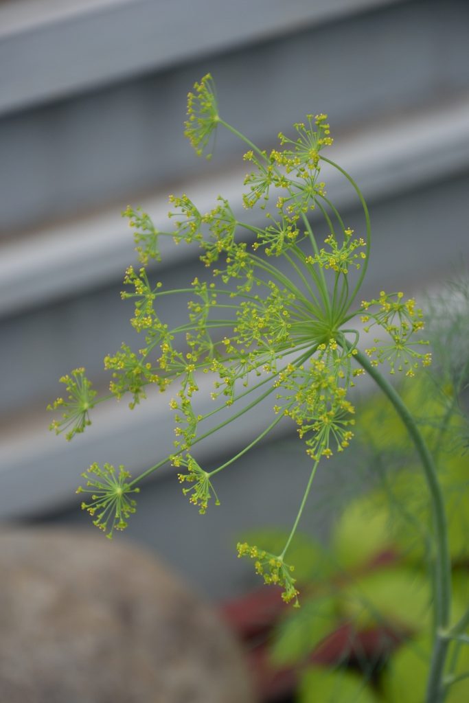 Flowers and Ornaments