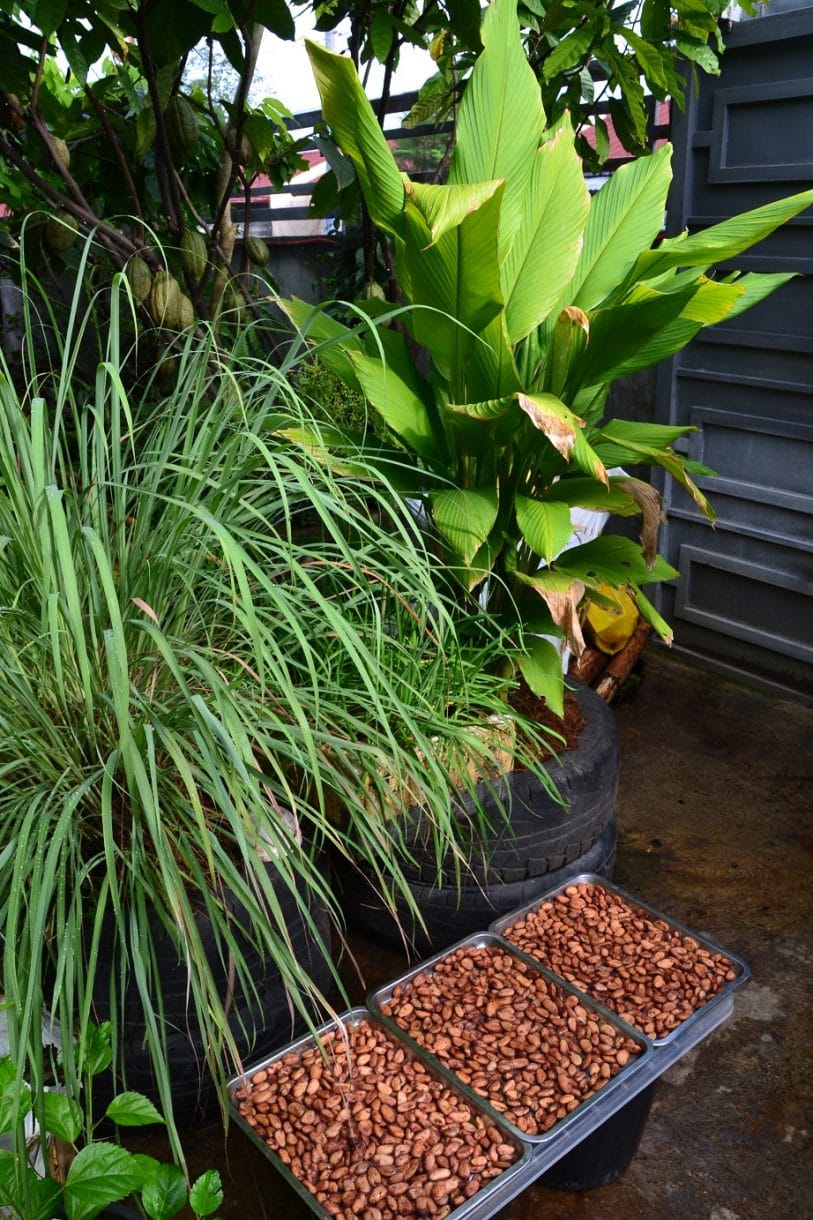 Organic Turmeric - Plant