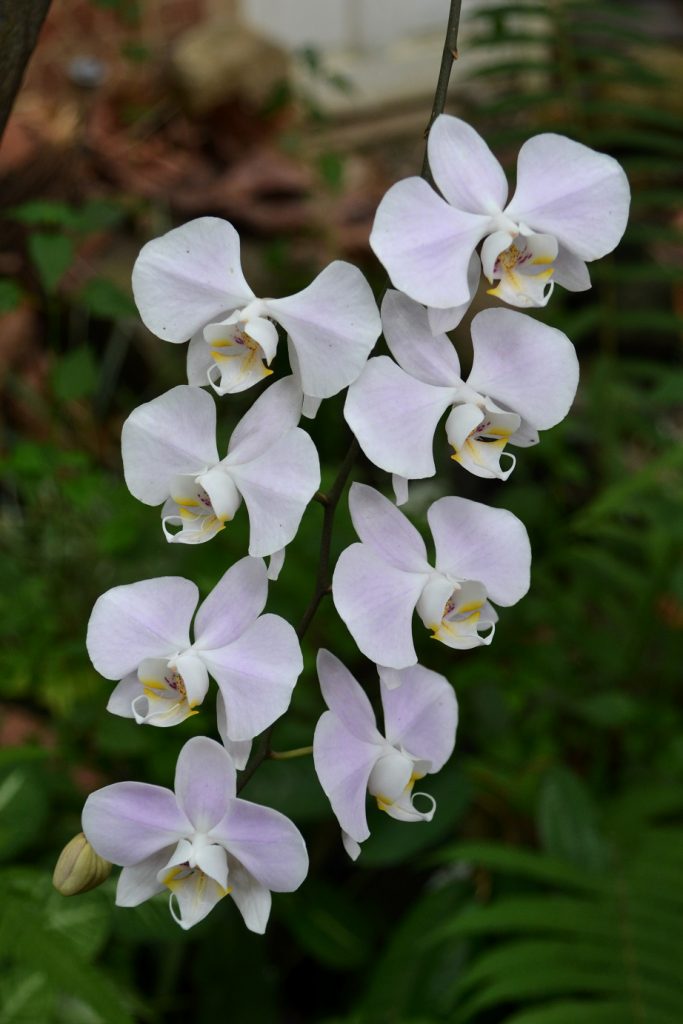 Flowers and Ornaments
