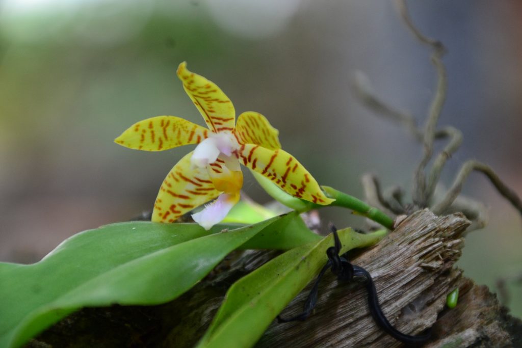 Flowers and Ornaments