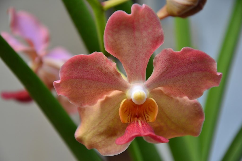 Flowers and Ornaments