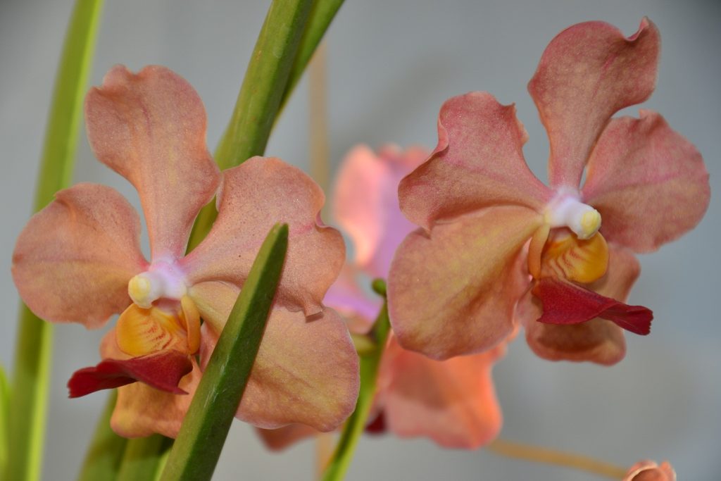 Flowers and Ornaments