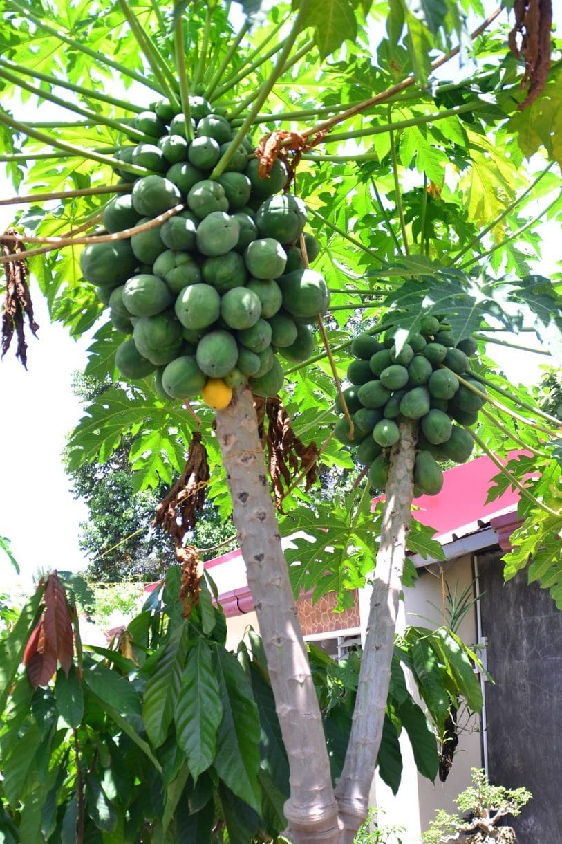 Twin Trunk Papaya Tree DavaoPonics, Co.