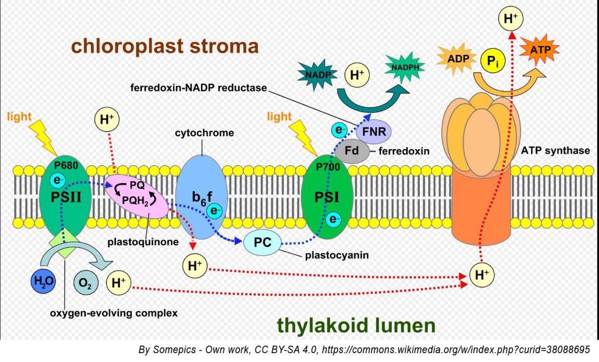 Photosynthesis - L-D Reaction