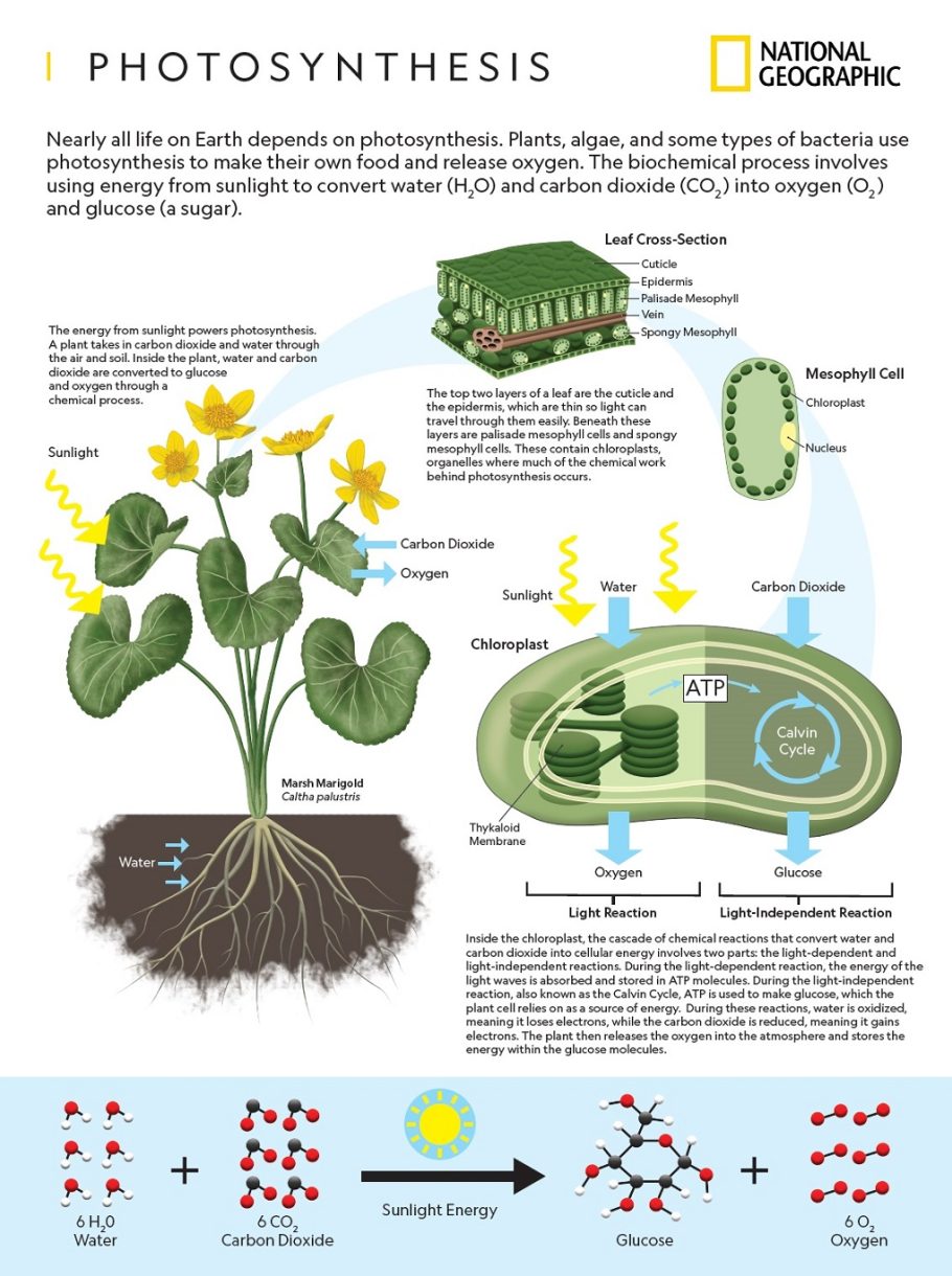 Photosynthesis