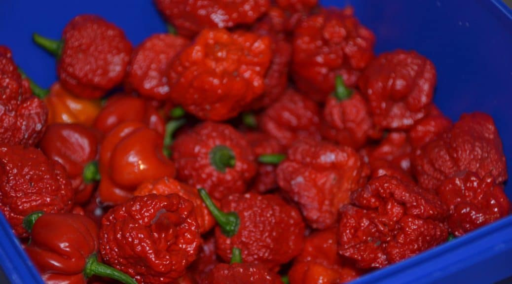 FullOn GrowSwitch Biostimulant