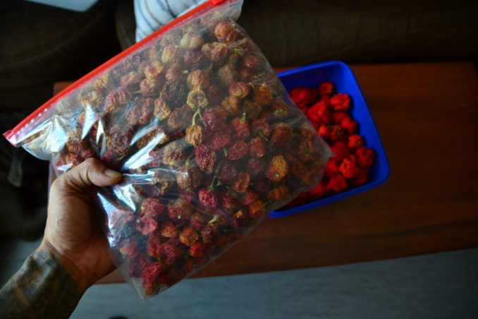 "Dried" Super Hot Peppers