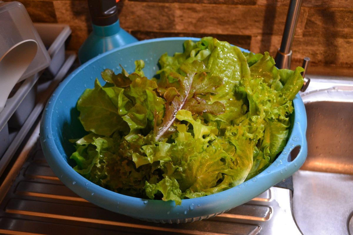 Geoponically Grown Salad Mix - DavaoPonics
