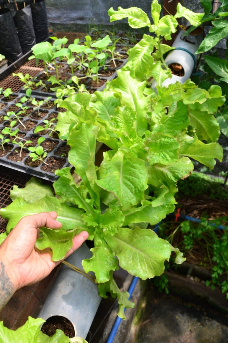 Fresh - FullOn Grown - Salad Mix