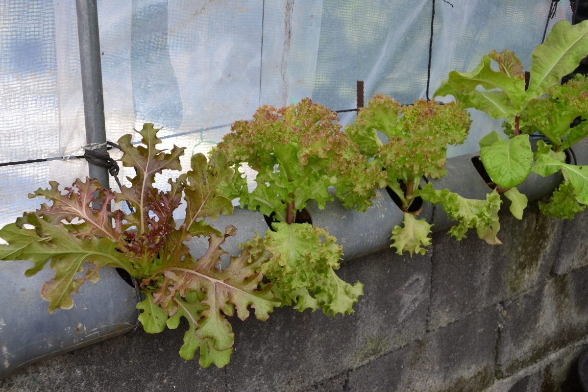 Geoponically Grown Salad Mix - DavaoPonics