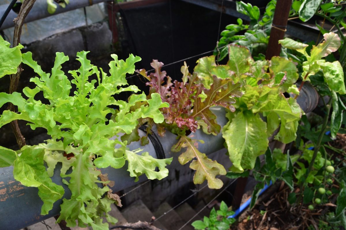 Geoponically Grown Salad Mix - FullOn Plant Potential