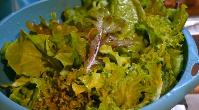 Geoponically Grown Salad Mix