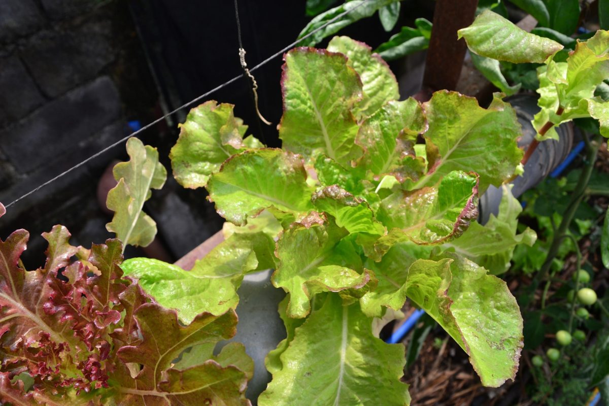 Geoponically Grown Salad Mix