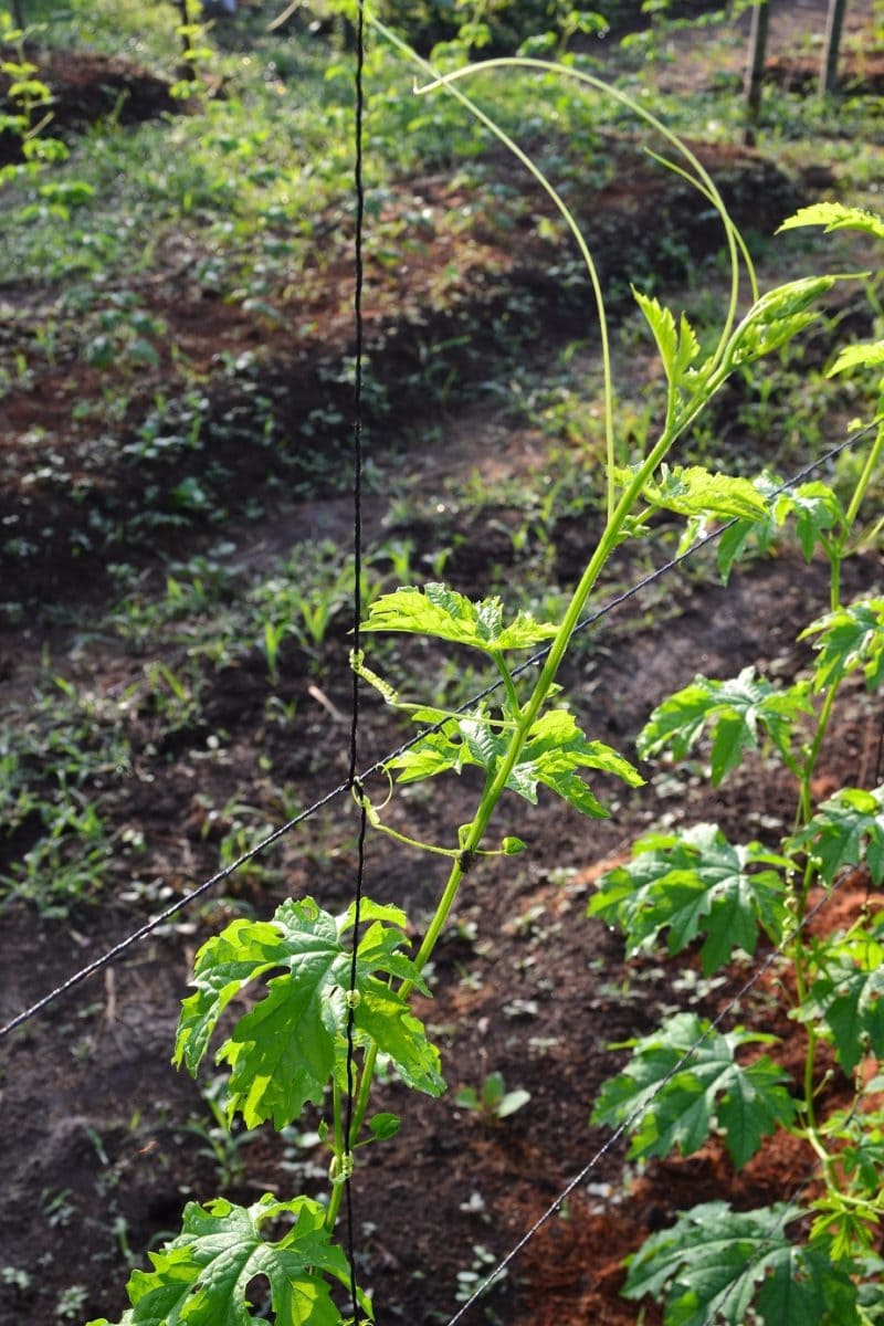 Integrated Farming Experiment