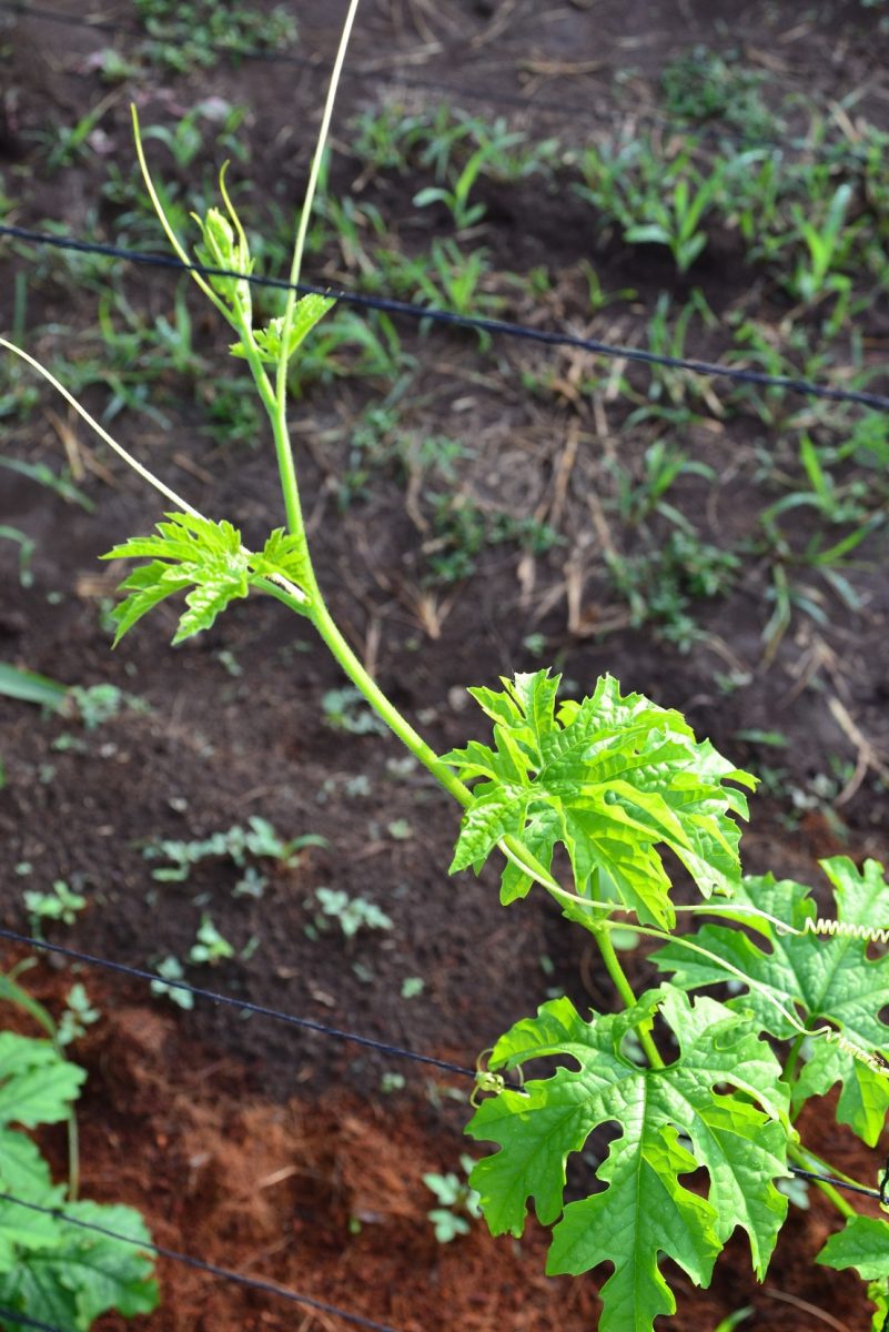 Integrated Farming Experiment