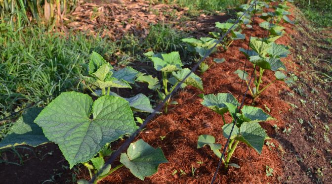 Integrated Farming Experiment