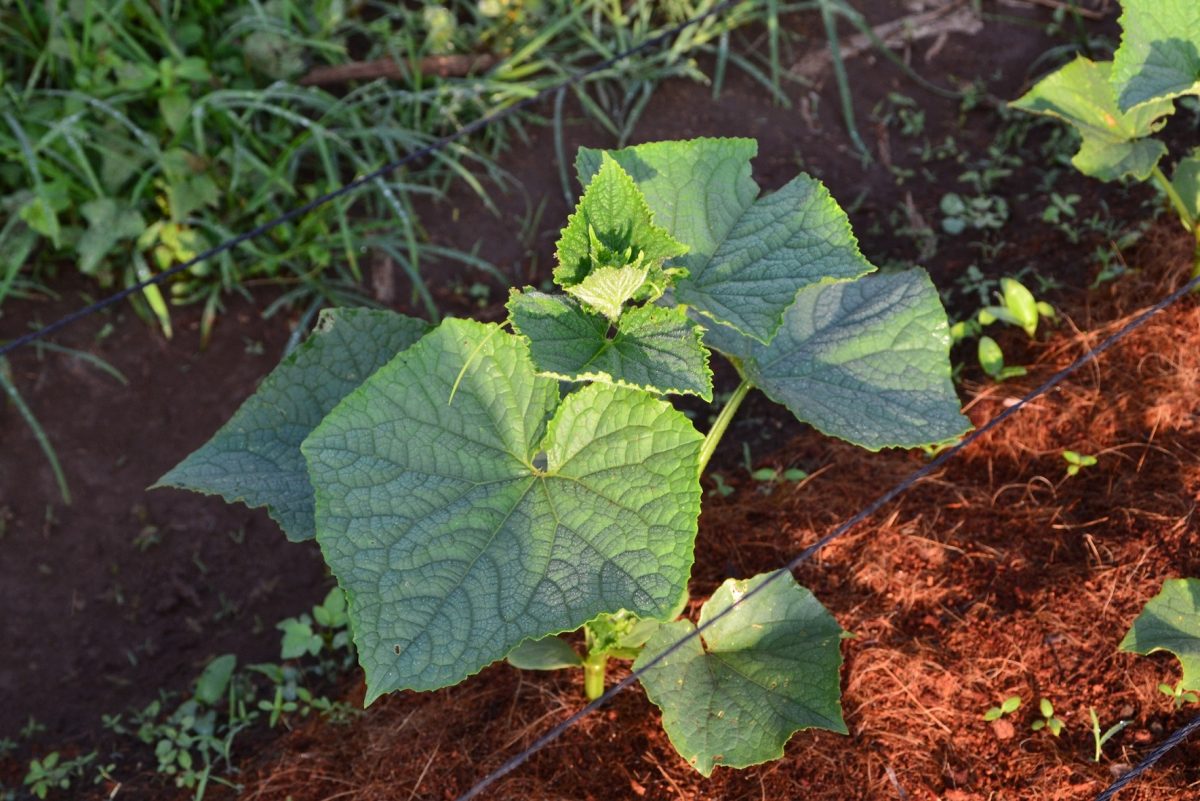 Integrated Farming Experiment - Cucumber