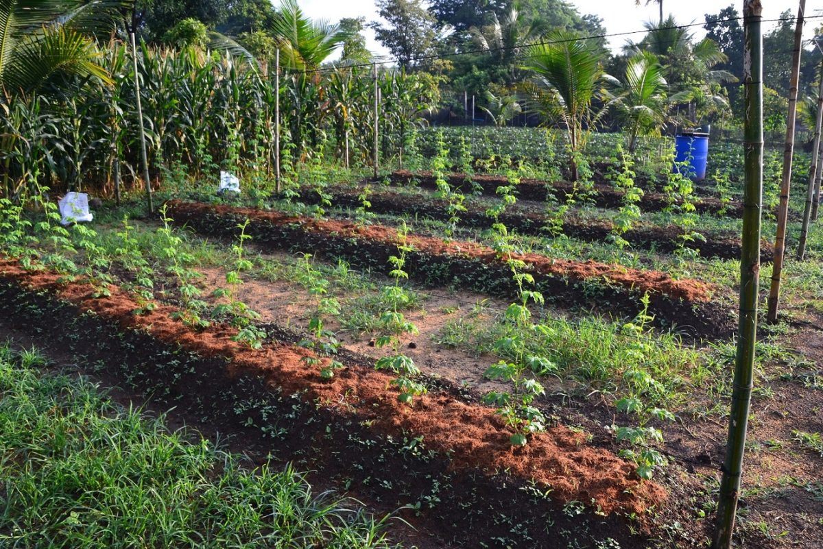 Integrated Farming Experiment