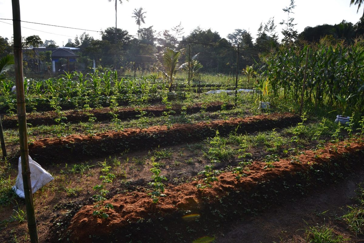 Integrated Farming Experiment