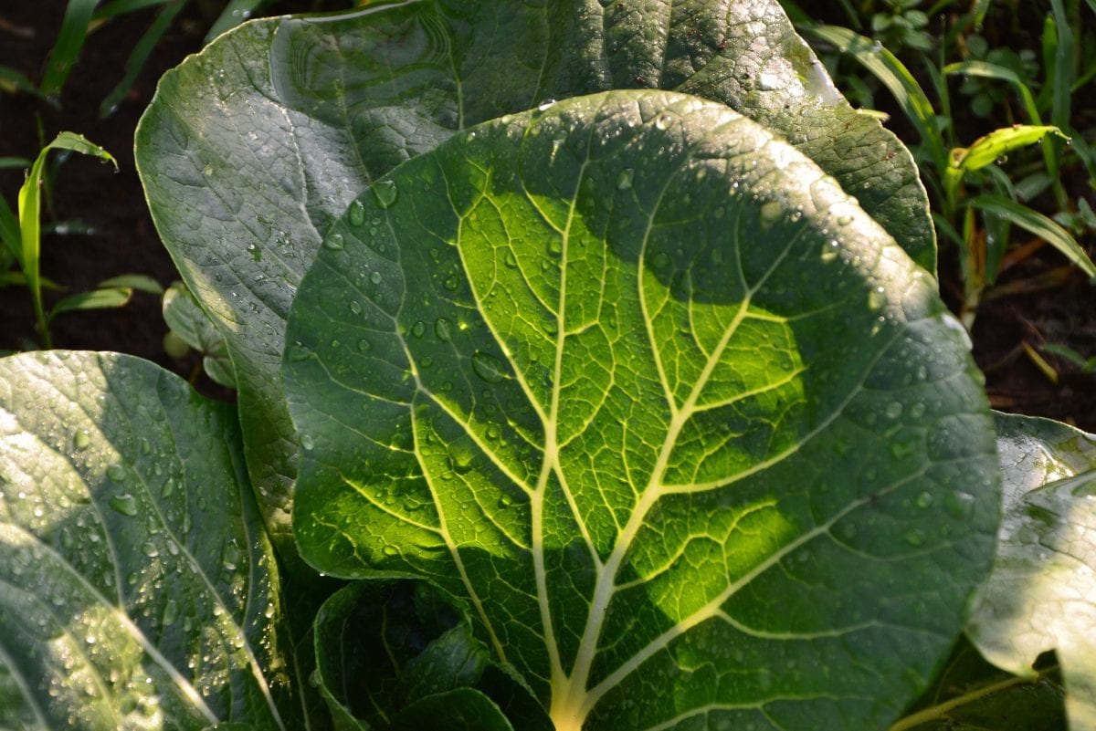 Integrated Farming Experiment