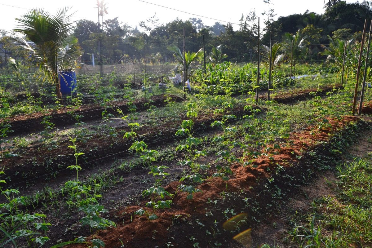 Integrated Farming Experiment