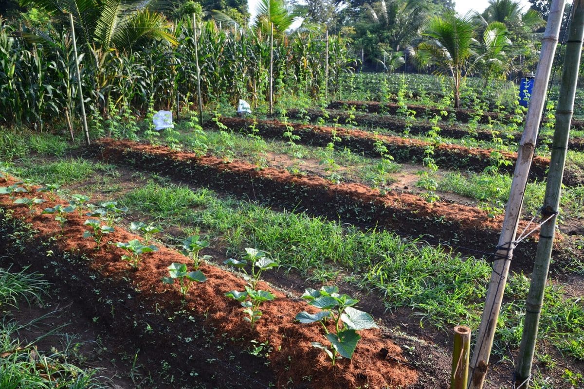 Integrated Farming Experiment