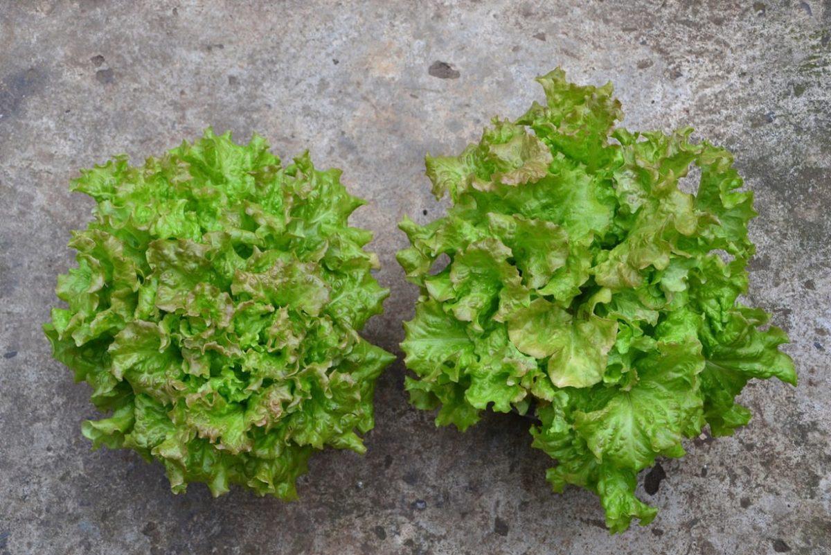 33 Days Lettuce Experiment