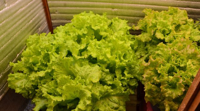 33 Days Lettuce Experiment