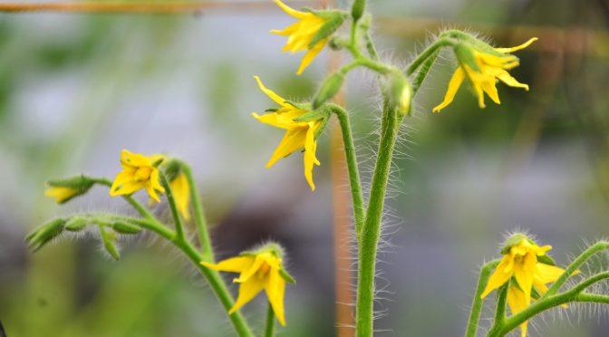 FullOn Grown Party Tomato