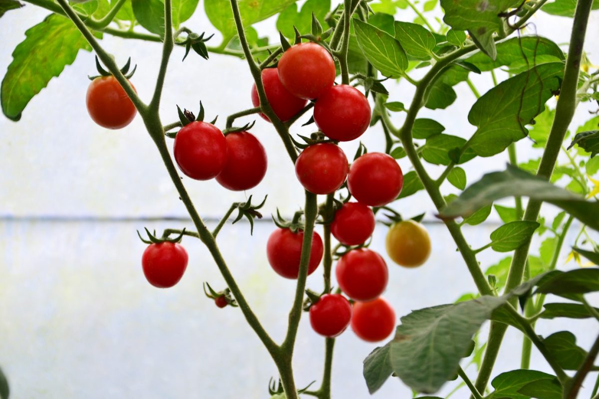 FullOn Grown Party Tomato